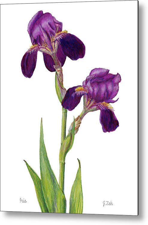 Iris Metal Print featuring the painting Purple Bearded Iris by Janet Zeh