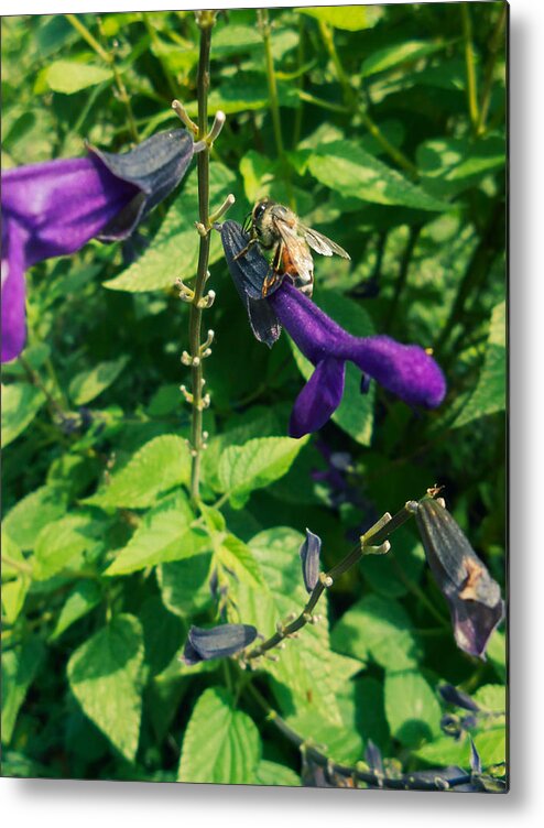 Purple Metal Print featuring the photograph Purple Salvia Bee by W Craig Photography