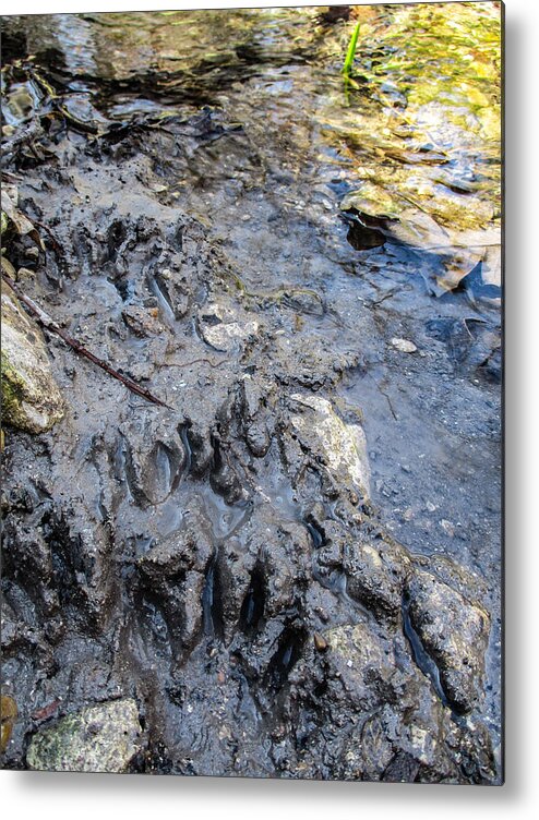 Paw Prints Metal Print featuring the photograph Raccoon Paw Prints by W Craig Photography