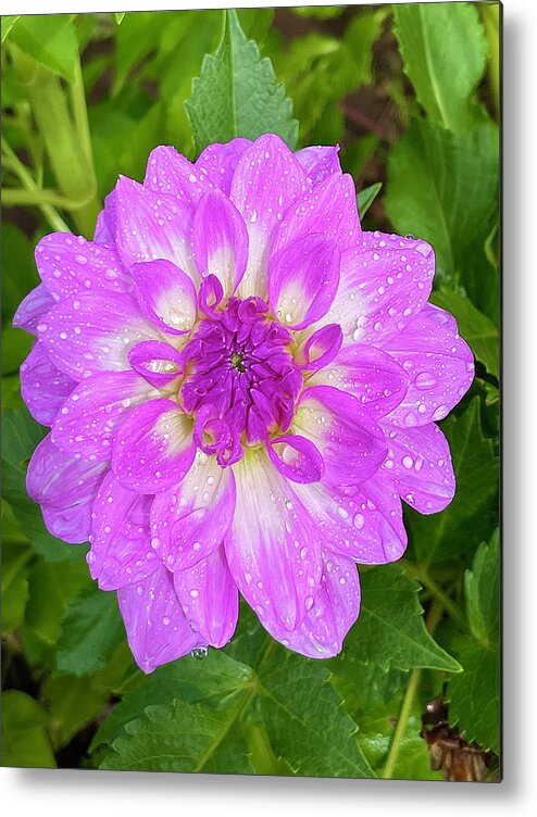 Dahlia Metal Print featuring the photograph Rained On by Brian Eberly