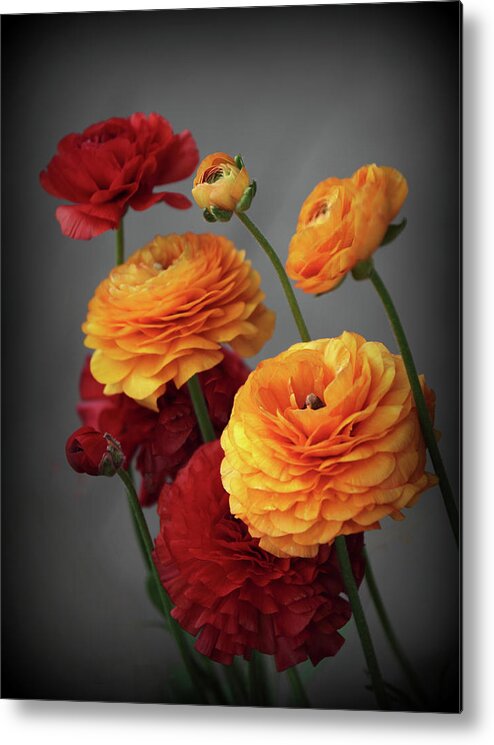 Ranunculus Metal Print featuring the photograph Ranunculus in Bloom by Jessica Jenney