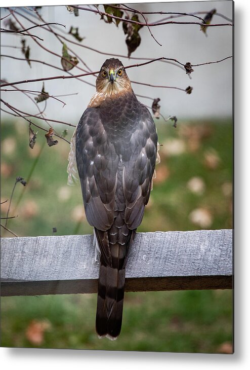 Coopers Hawk Metal Print featuring the photograph Rear View by Denise Kopko