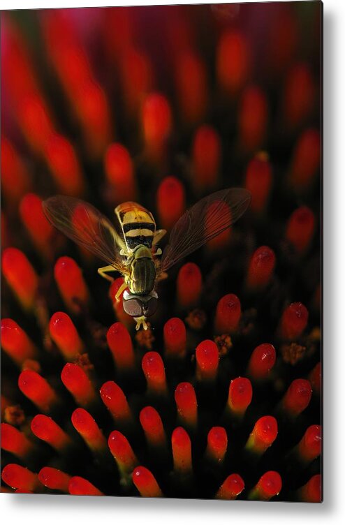 Hoverfly Metal Print featuring the photograph Red Hot Hover Fly by Lens Art Photography By Larry Trager