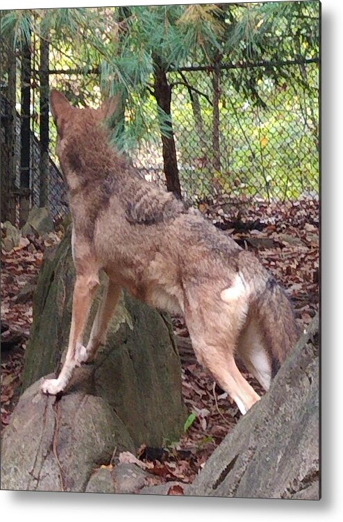 Wolf Metal Print featuring the photograph Red Wolf Asheboro NC Zoo by Kim Galluzzo