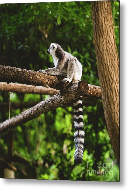 Ring Tailed Lemur Metal Print featuring the photograph Ring tailed Lemur Catta sitting on a tree by Abigail Diane Photography