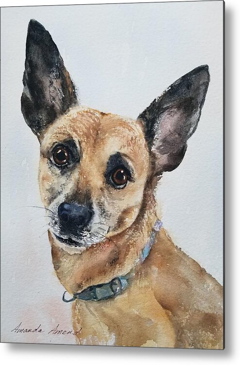 Pet Portraits Metal Print featuring the painting Rocky by Amanda Amend