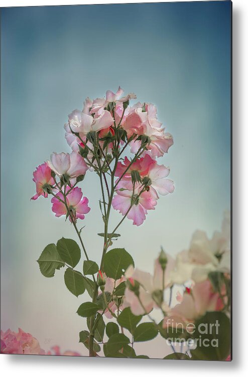 Roses Metal Print featuring the photograph Roses in the Sky by Elaine Teague
