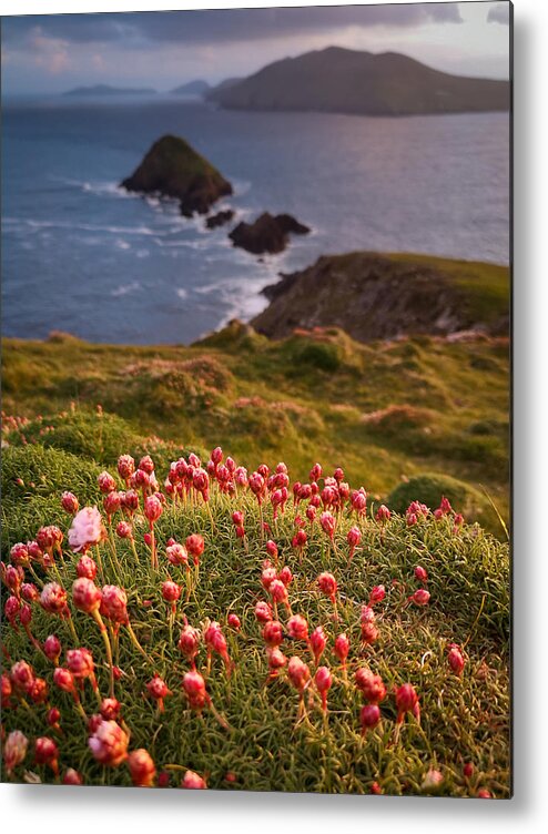 Sea Pink Metal Print featuring the photograph Sea Pink Last Glowing by Mark Callanan