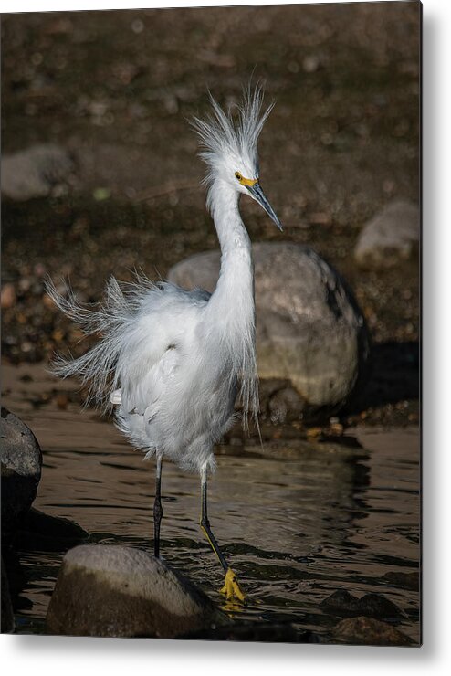 Snowy Egret Metal Print featuring the photograph Snowy Egret by Rick Mosher