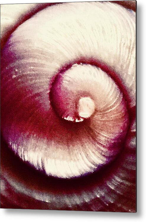 Shell Metal Print featuring the photograph Soft Serve by Kerry Obrist
