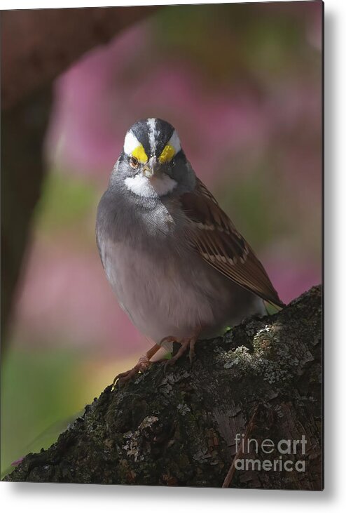 Sparrows Metal Print featuring the photograph Sparrow in Spring by Chris Scroggins