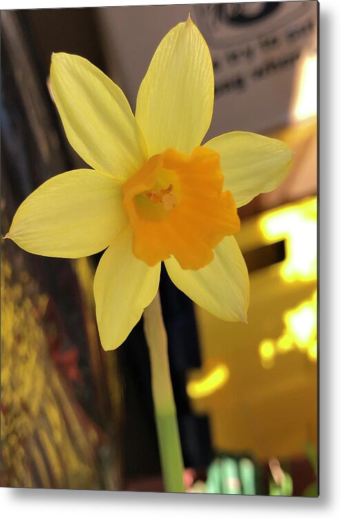 Daffodil Metal Print featuring the photograph Spring Beauty by Lesa Fine