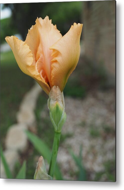 Orange Metal Print featuring the photograph Spring Bloom 11 by C Winslow Shafer