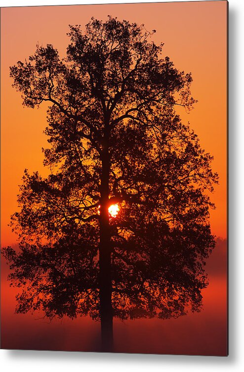 Sunrise Metal Print featuring the photograph Sun Tree two by Luc Van de Steeg
