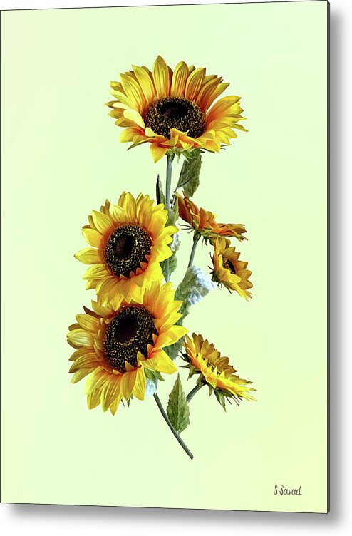 Sunflower Metal Print featuring the photograph Sunflowers Looking Up by Susan Savad
