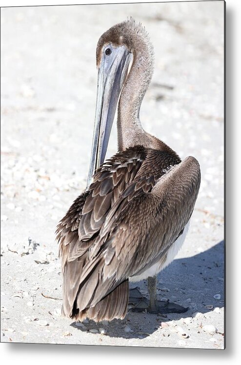 Pelicans Metal Print featuring the photograph Close Up of Pelican by Mingming Jiang