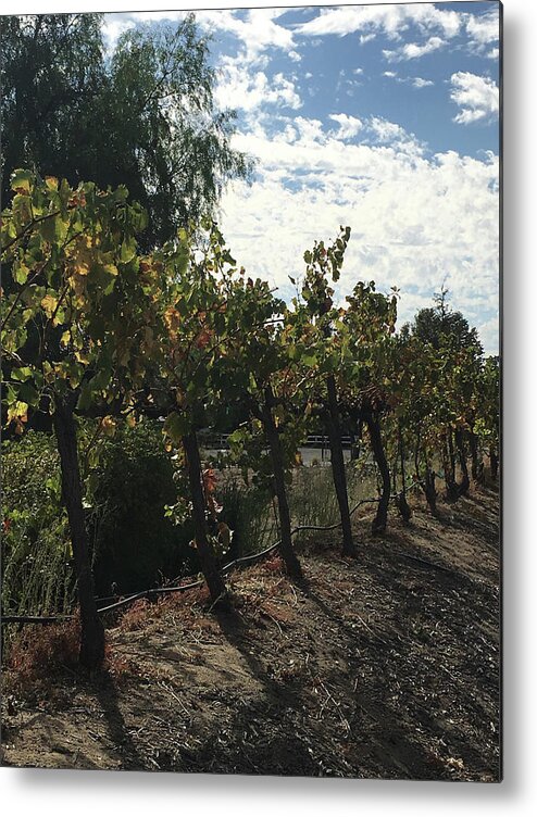 Grapevines Metal Print featuring the photograph Temecula Vines by Roxy Rich