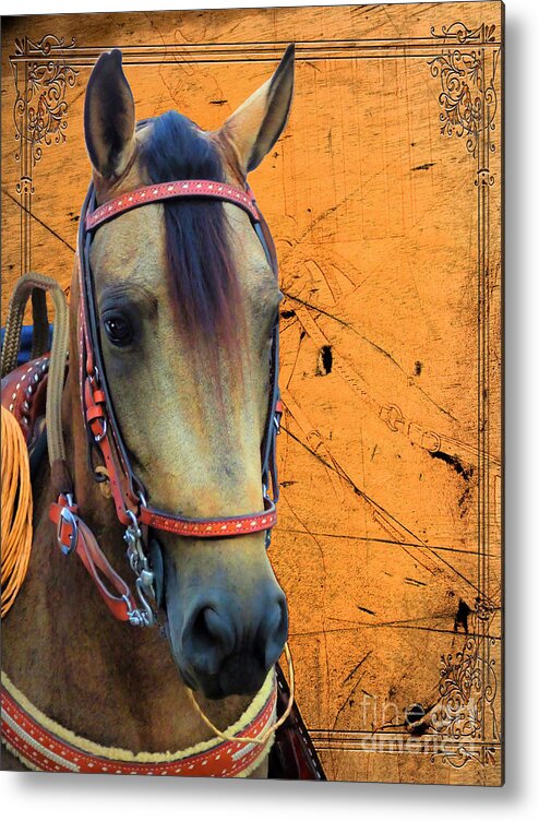 Paso Fino Metal Print featuring the photograph The Beauty That Is A Paso Fino Horse by Al Bourassa