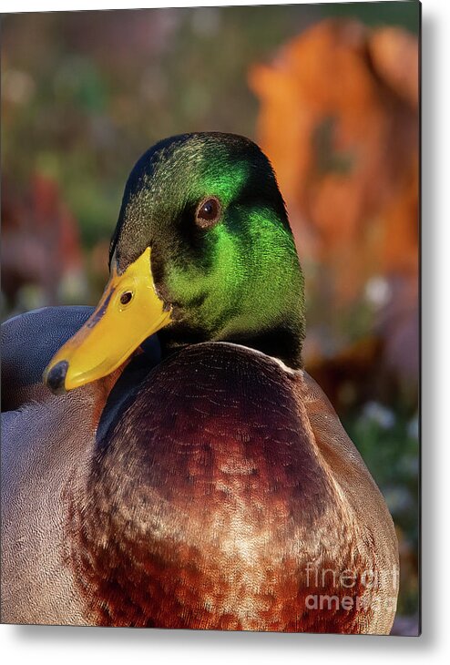 Ducks Metal Print featuring the photograph The Emerald Mallard Duck by Chris Scroggins