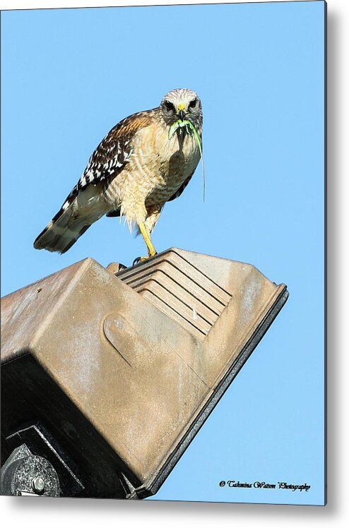 Hawk Metal Print featuring the photograph The Hungry Hawk by Tahmina Watson