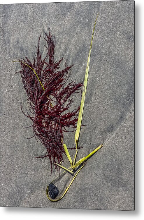 Seaweed Metal Print featuring the photograph Tidal Abstract by Cate Franklyn