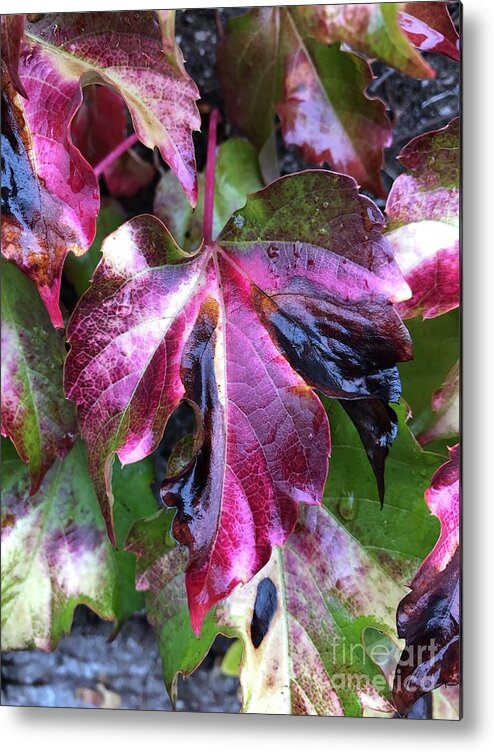 Leaf Metal Print featuring the photograph Transformation by Tina Marie