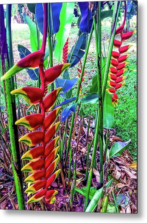 #flowersofoha #flowers #aloha #hawaii #puna #flowerpower #flowerpoweraloha #lobsterclaw #heliconia Metal Print featuring the photograph Two Lobster Claw Heliconia Aloha by Joalene Young