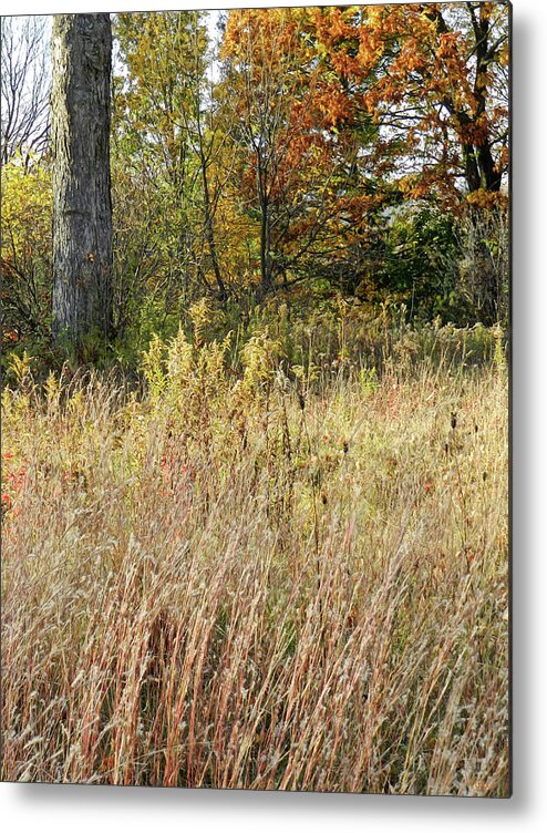 Long Grasses Metal Print featuring the photograph Various Long Grasses with a Background of Trees, Autumn, Saratoga County, NY by Lise Winne