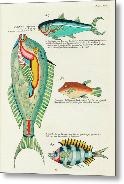 Fish Metal Print featuring the digital art Vintage, Whimsical Fish and Marine Life Illustration by Louis Renard - De Groot Eylander, Springer by Louis Renard