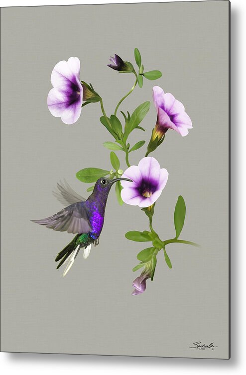 Hummingbird Metal Print featuring the digital art Violet Sabrewing Hummingbird by M Spadecaller