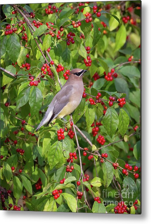 Bird Metal Print featuring the photograph A Feast For the Eyes by Chris Scroggins