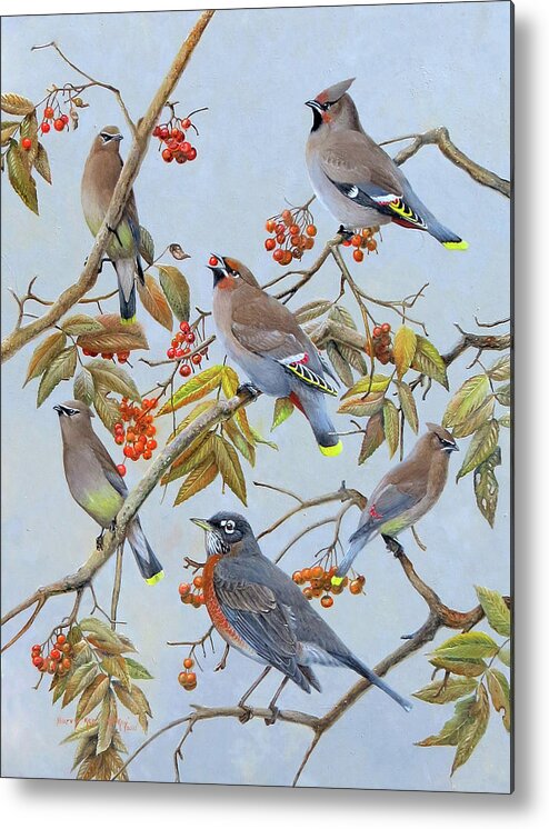 American Robin Metal Print featuring the painting Waxwings and Robin by Barry Kent MacKay