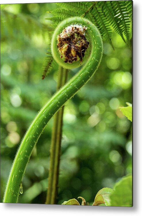 Spring Metal Print featuring the photograph What's New Fiddlehead by Leslie Struxness