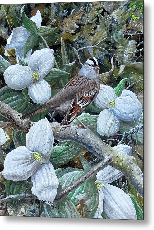 Barry Kent Mackay Metal Print featuring the painting White-crowned Sparrow by Barry Kent MacKay