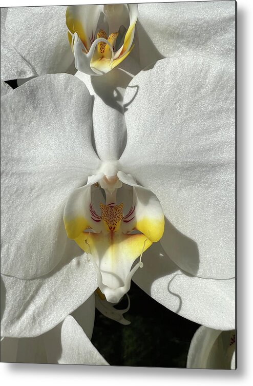 Orchid Metal Print featuring the photograph White Orchids Yellow Center by Karen Zuk Rosenblatt