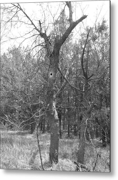 Tree Metal Print featuring the photograph Who Lives In The Hollow Tree by Amanda R Wright