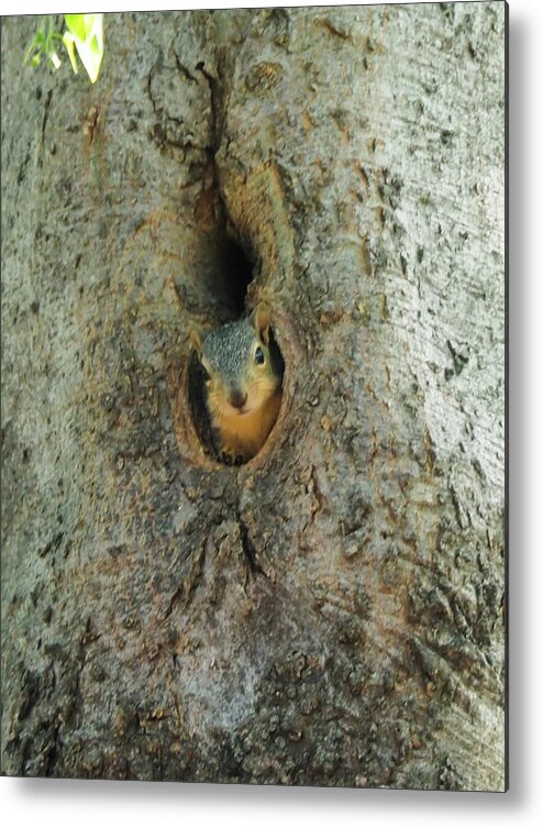 Squirrel Metal Print featuring the photograph Who's There by C Winslow Shafer