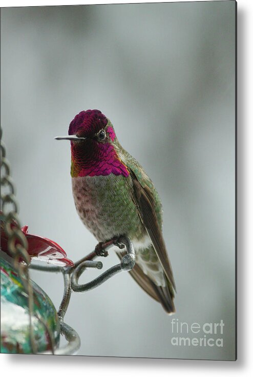 Hummer Metal Print featuring the photograph Winter Anna's Hummingbird on Feeder by Rick Bures