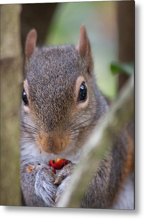 Mammal Metal Print featuring the photograph Winter Snack by Gina Fitzhugh