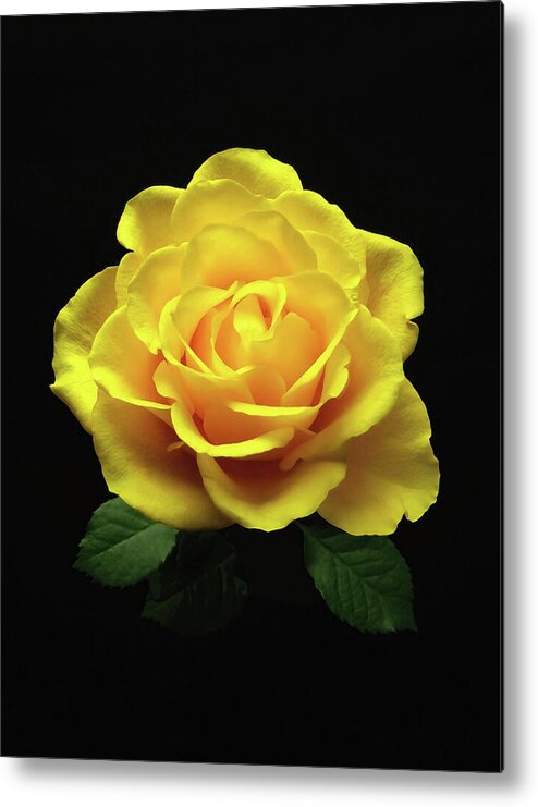 Rose Metal Print featuring the photograph Yellow Rose 6 by Johanna Hurmerinta