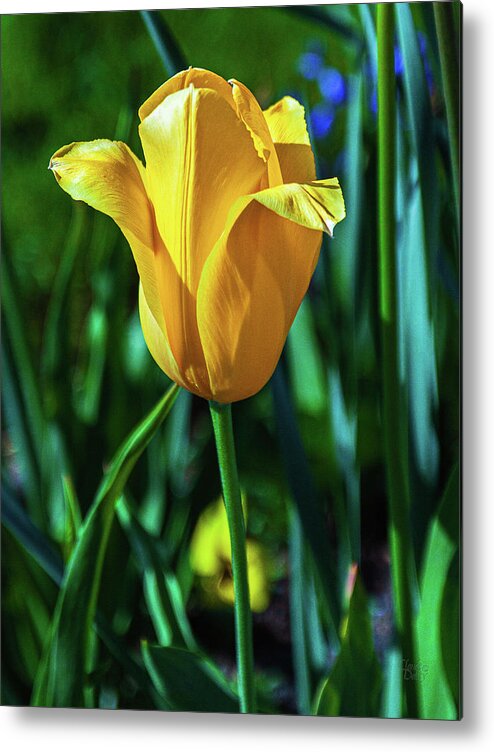 Flowers Metal Print featuring the photograph Yellow Tulip by Claude Dalley