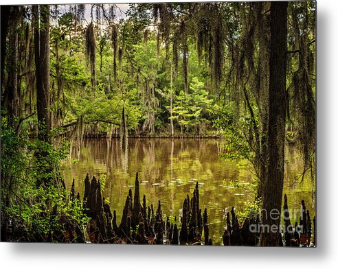 caddo Lake Metal Print featuring the photograph Hiding on Caddo Lake by Tamyra Ayles