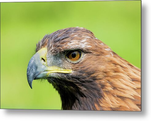 Eagle Metal Print featuring the photograph Golden Eagle #3 by Steev Stamford