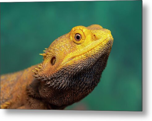 Bearded Dragon Metal Print featuring the photograph Bearded Dragon 2 by Steev Stamford