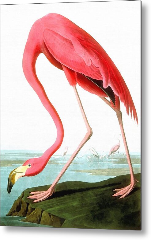 John James Audubon Metal Print featuring the painting American Flamingo #1 by John James Audubon