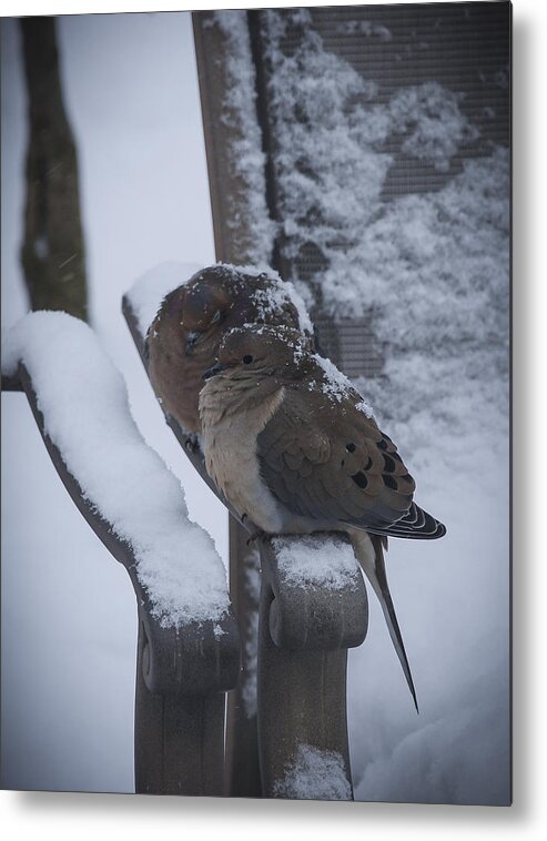 Dove Metal Print featuring the photograph Baby It's Cold Outside 2 #1 by Phil Abrams