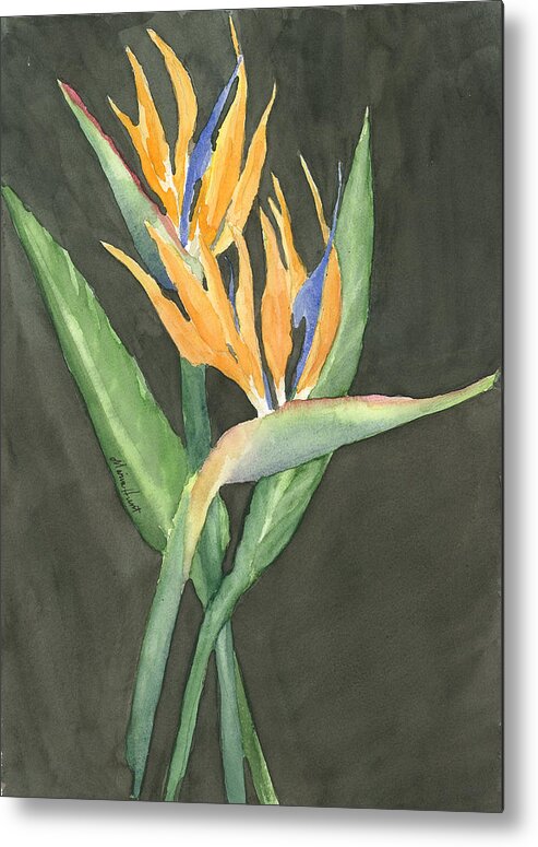Watercolor Metal Print featuring the painting Bird of Paradise #1 by Maria Hunt