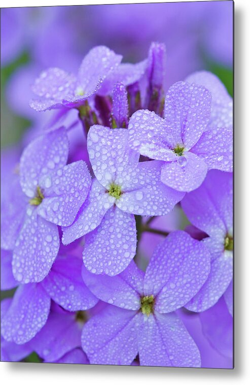 American Garden Metal Print featuring the photograph Dew On Phlox #1 by Michael Lustbader