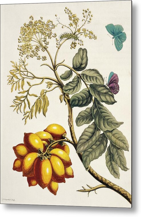 Blossom Metal Print featuring the photograph Insects Of Surinam by Natural History Museum, London/science Photo Library