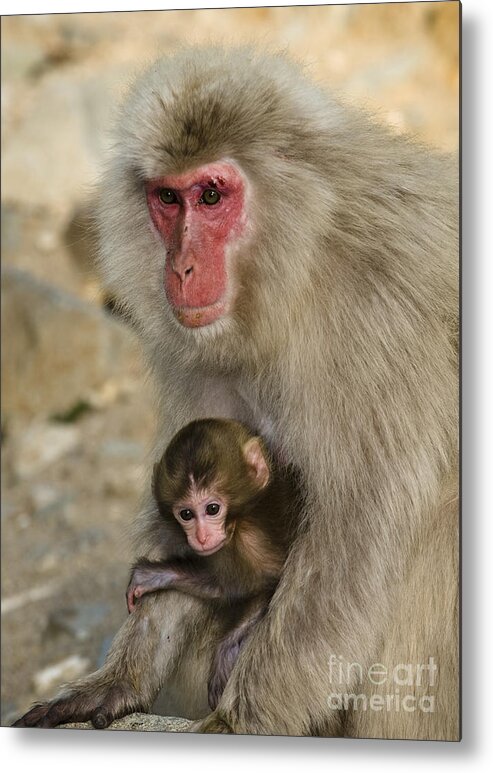Asia Metal Print featuring the photograph Snow Monkeys, Japan #11 by John Shaw